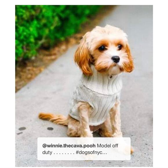 NEW Dog Cat Clothes PET KNIT SWEATER Size MED 20-40LB Cream Boots & Barkley NWT - Picture 8 of 13